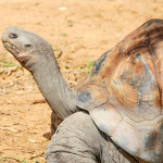 Tours desde Guayaquil a Galápagos