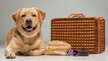 Requisitos para llevar a un perro desde Ecuador