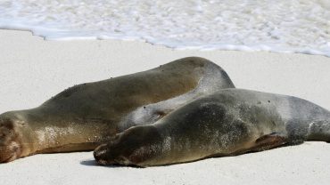 excursion galapagos