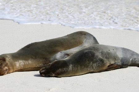 excursion galapagos