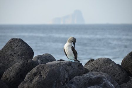 galapagos tours desde guayaquil