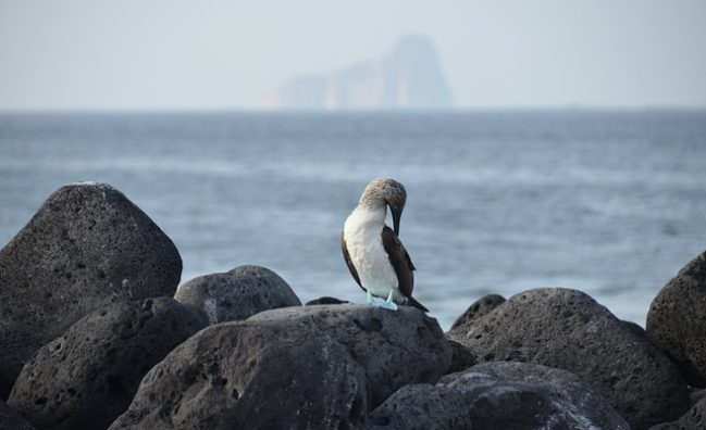 galapagos tours desde guayaquil