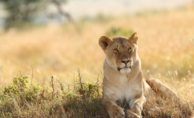 tour a sudafrica desde ecuador