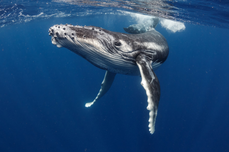 Avistamiento de Ballenas en Puerto Lopez
